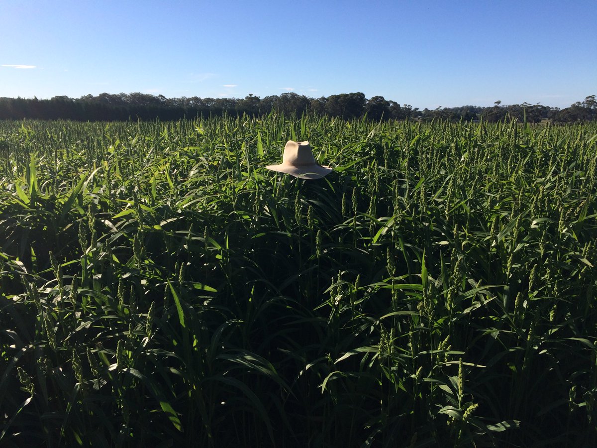 Jim_Colquhoun's tweet photo. This would have to be the best dryland Millet crop I've ever grown thanks to #ESN #BasisXC #AwakenST. Soils are a red Bauxite with very high PBI's (1100), high available Al and very porous.  #Imasmartgrower @AGRICENLIFER @LovelandSNSWVIC https://t.co/zk6wvk5z4z