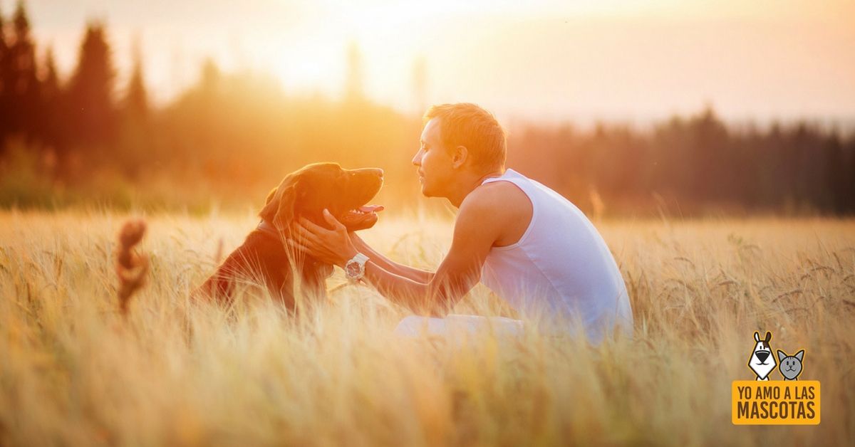 Cómo saber si mi perro me quiere buff.ly/2Gck40h