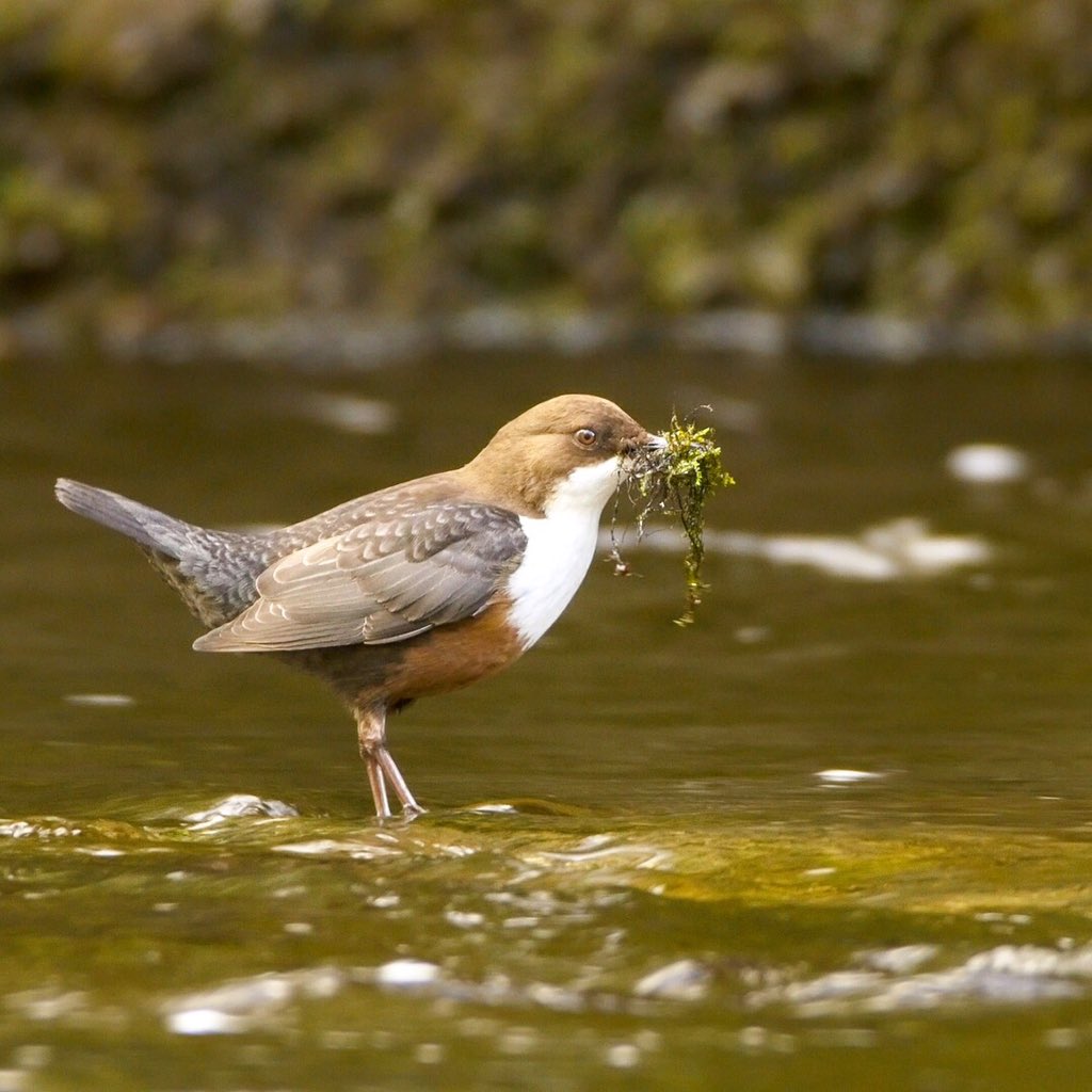 SamOakesFilms's tweet photo. Check out #WildBritain on @channel5_tv right now! Rivers tonight featuring Dippers I shot on my local river! What a pleasure it was to shoot too! @PlimsollProds https://t.co/w9QFgqVkz3