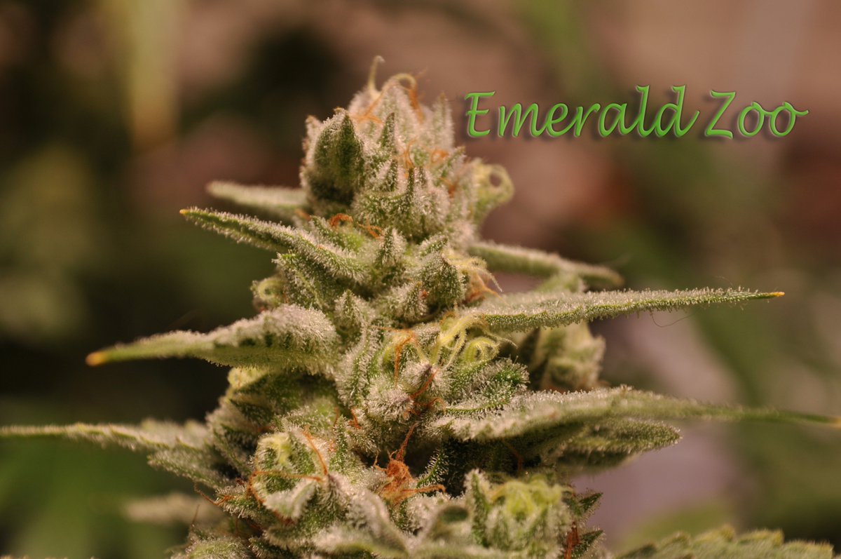 EmeraldZoo's tweet photo. #EmeraldZooGardens #FireOnTheMountain All ay gotta do is meet their needs, then mother nature does the magic. Here is a little flower magic for your #TuesdayAfternoonDelight Frosty, sticky, stinky, dank and loud and proud. #Organic #SmallBatchHandCrafted #ColoradoStyleFire #EZ https://t.co/h4dbghi0nu