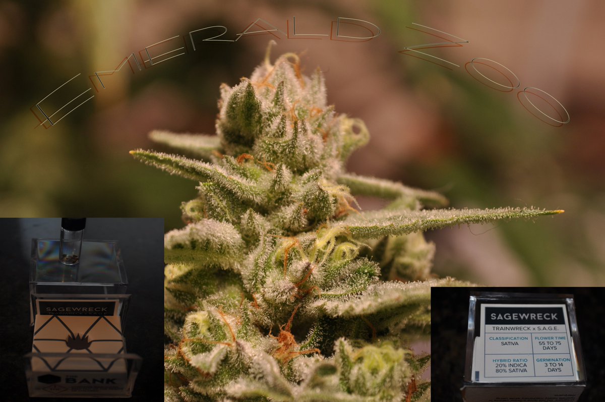 EmeraldZoo's tweet photo. #EmeraldZooGardens #FireOnTheMountain All ay gotta do is meet their needs, then mother nature does the magic. Here is a little flower magic for your #TuesdayAfternoonDelight Frosty, sticky, stinky, dank and loud and proud. #Organic #SmallBatchHandCrafted #ColoradoStyleFire #EZ https://t.co/h4dbghi0nu
