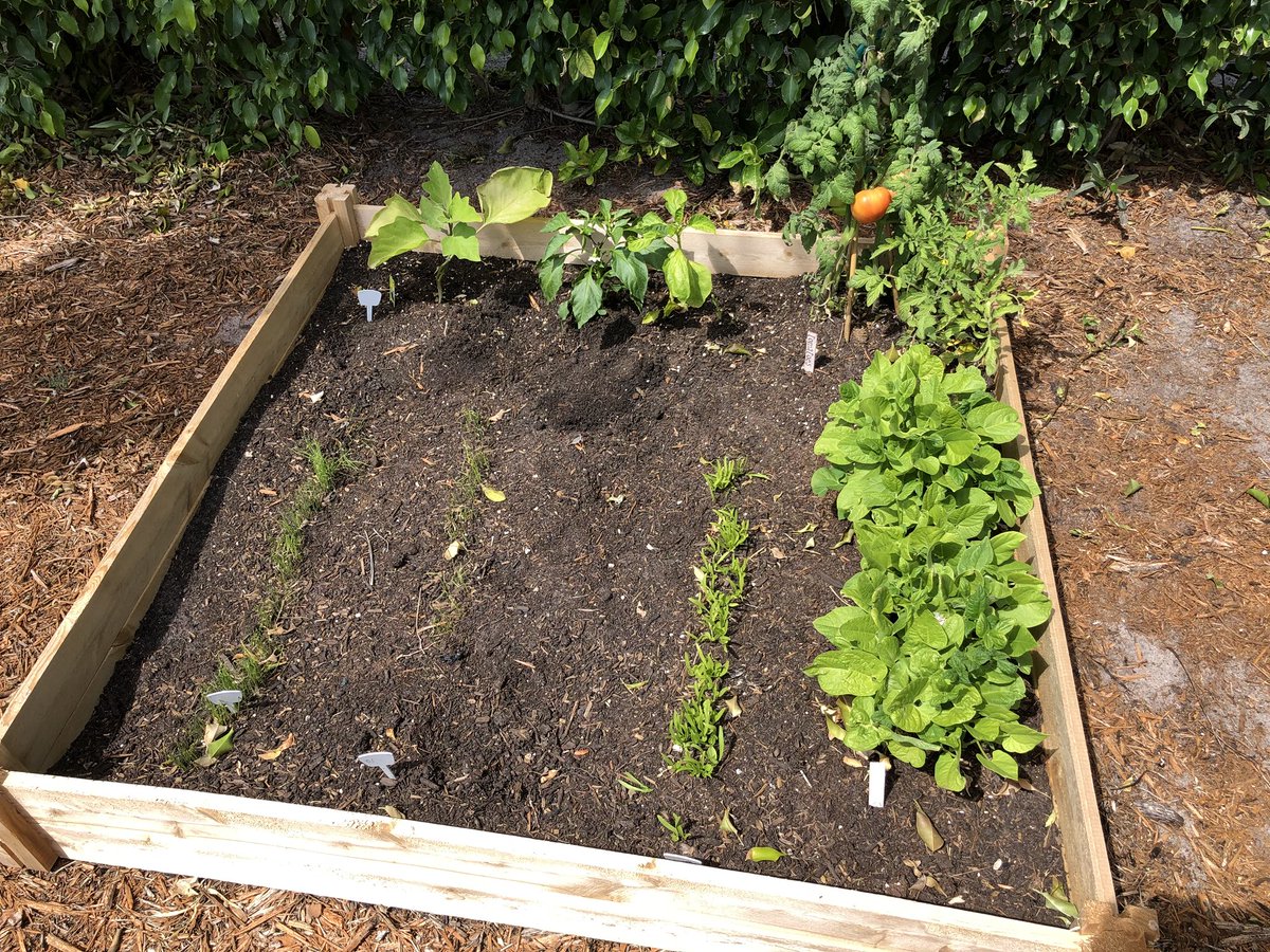 Yay we have tomatoes 🍅.