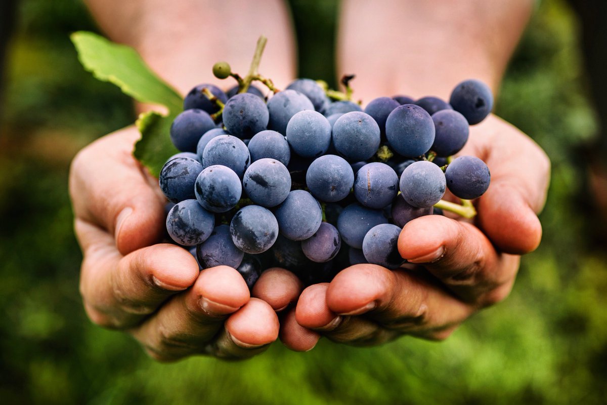 AmaliNYC's tweet photo. We still have availability for the Katsaros Winemaker Dinner! On Thursday, March 29th, join us for a special four course wine pairing dinner with Evripidis of Domaine Katsaros! This is an excellent opportunity to sample their award-winning wines at an everyday price. https://t.co/zyrYyj2u5o