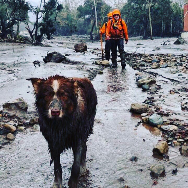 CARDA_K9's tweet image. Thanks to #93108fund for featuring this kick Auss @CARDA_K9 and @SBCSAR search dog. He made incredible contributions in #Montecito 

📷: @sbcsar 
#fourleggedhero  #montecitostrong #93108 #santabarbara #805strong #dogsofmontecito #mustlovedogs #mansbestfriend #australianshepherd