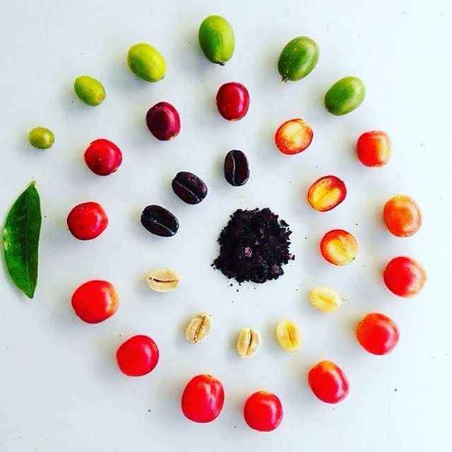 ThetaRidgeSB's tweet photo. Creative depiction of the life of a bean π·: @muldoonscoffee #thetaridgecoffee #coffee #coffeeroasters #roasting #coffeeroaster #coffeeroasters #coffeeroast #coffeelovers #specialtycoffee #coffeeroastery #coffeehouse #fuelyourcoffee #coffeefestbaltimore https://t.co/nSueRPdmX2