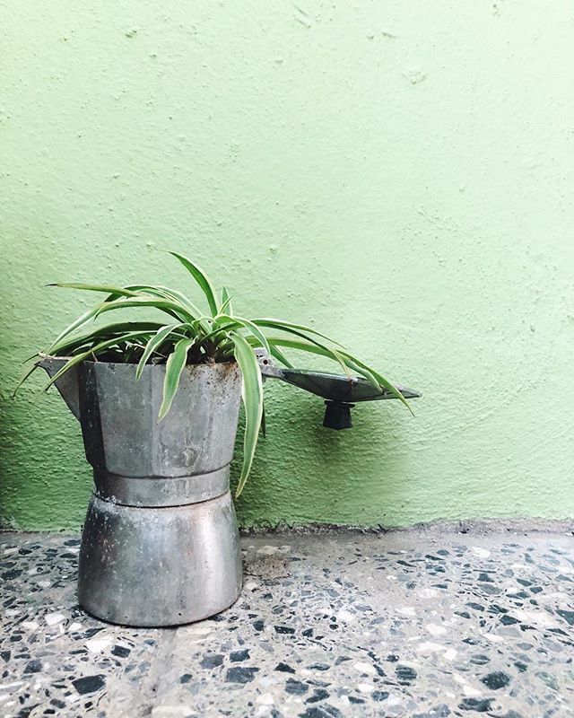 itsjessbeck's tweet photo. The little green succulent at our little green home in Havana ๐
-
-
-
-
#succulent #succulentcity #succulentsofinstagram #coffeeandsucculents #havana #havanacityguide #hiphavana #cuba #cubatrip #beckwhattheheck #femalesolotraveler #gltlove #globelletโฆ https://t.co/ESqK68MUcf https://t.co/OpPuM7wKA9