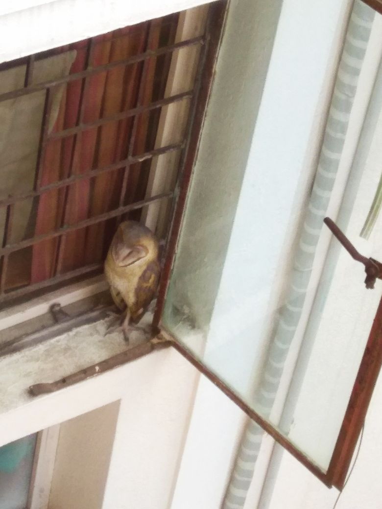 samof76's tweet photo. A winged visitor this morning. Looks like an Indian Grass Owl, but the are not from around here. Nevertheless the kids are freaking out. #GrassOwl #Birds #India #Chennai https://t.co/kJkQDWPCQH
