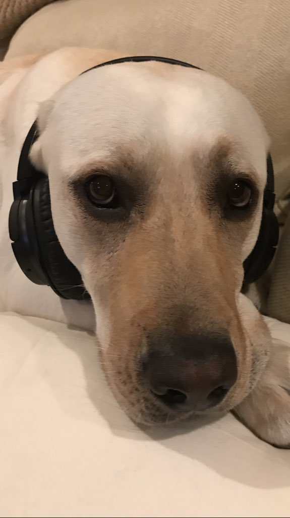 kkfikse's tweet photo. @Edelman11 @Bose My dog would prefer @Bose. https://t.co/RSMFIwa0oS