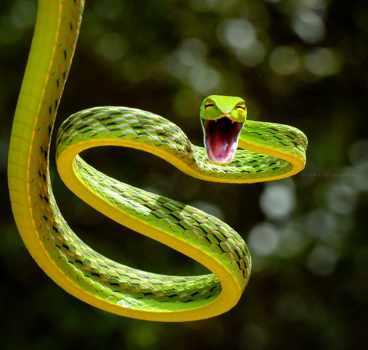 Тонкая змейка. Змея плетевидка. Змея длиннорылая плетевидка. Плетевидная зеленая змея. Виноградная змея (длиннорылая плетевидка).
