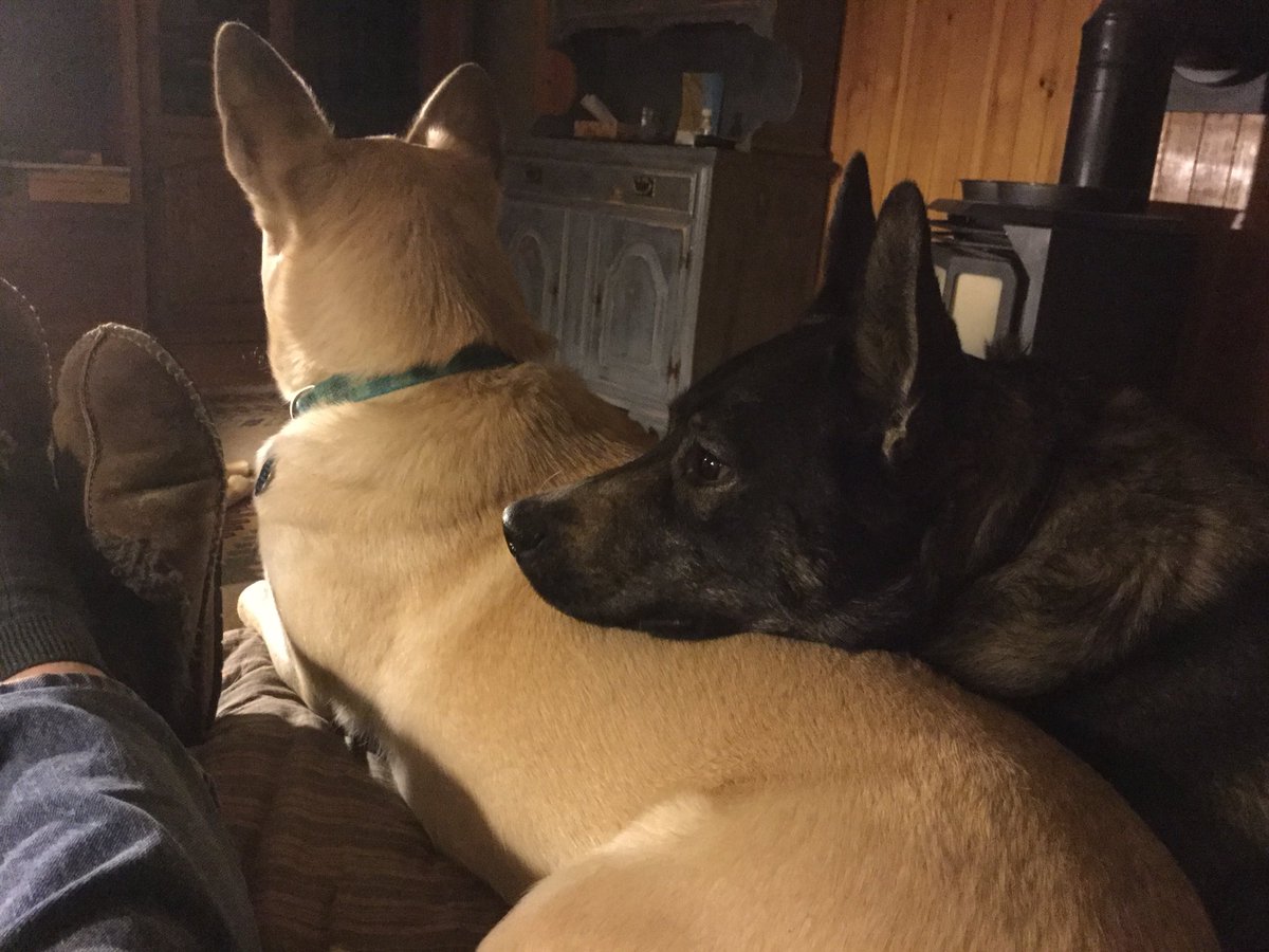 ArtbyPerrin's tweet photo. Quiet evening with the girls.  #GermanShepherd #DogLife https://t.co/kE7oDg0YG1