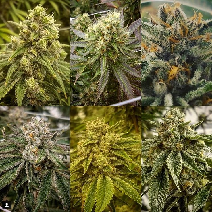 PhreshOregon's tweet image. 