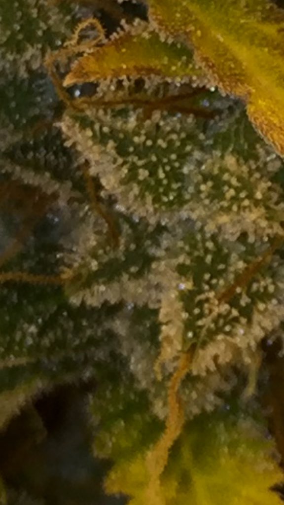 LaboratoriesC's tweet image. Still watching trichomes, buds continue to fill in and trichs turning milky just wait for a little Amber. 10% and she’s coming down! Anyday now just hate to cut early!! #cannabis #grower #autoflower