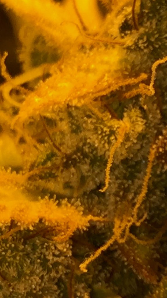 LaboratoriesC's tweet image. Still watching trichomes, buds continue to fill in and trichs turning milky just wait for a little Amber. 10% and she’s coming down! Anyday now just hate to cut early!! #cannabis #grower #autoflower