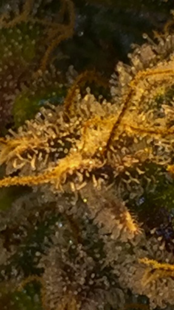 LaboratoriesC's tweet image. Still watching trichomes, buds continue to fill in and trichs turning milky just wait for a little Amber. 10% and she’s coming down! Anyday now just hate to cut early!! #cannabis #grower #autoflower