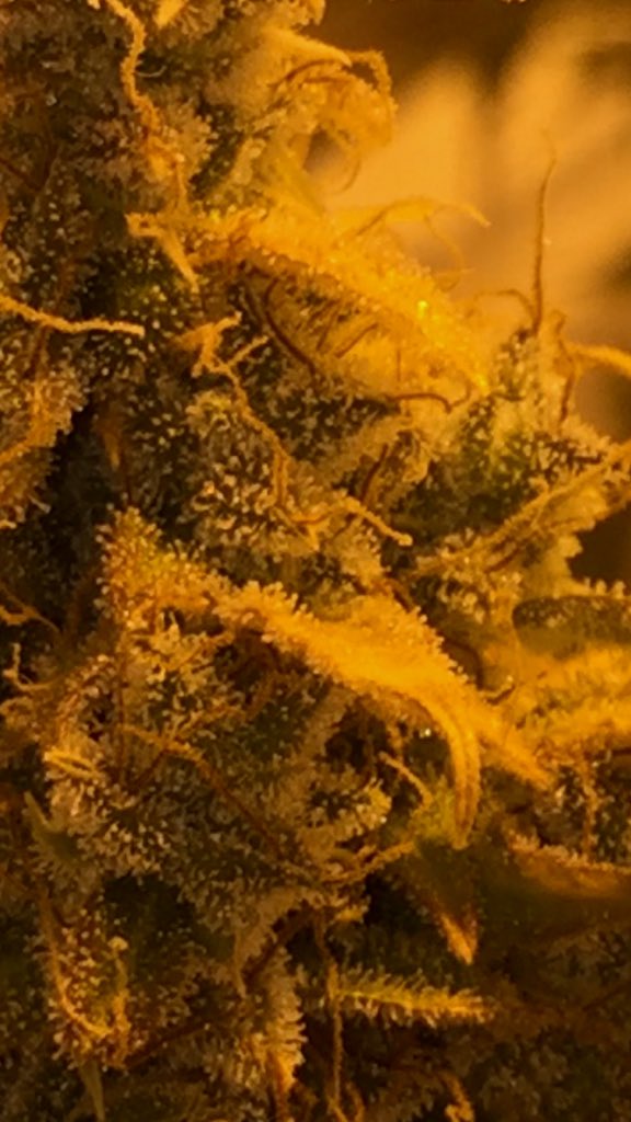 LaboratoriesC's tweet image. Still watching trichomes, buds continue to fill in and trichs turning milky just wait for a little Amber. 10% and she’s coming down! Anyday now just hate to cut early!! #cannabis #grower #autoflower