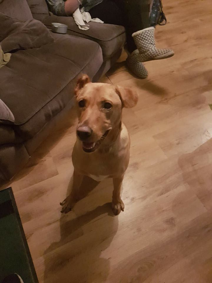 ShamansLegacy's tweet photo. Ted only has one ear as his mum chewed it off when he was a pup, but he can hear fine currently under assessment  2 years, 6 months old,  neutered, vaccinated &amp; chipped.
Very bouncy pupster
Register your interest in adoption via https://t.co/C9iVCXpwA3 https://t.co/bqM3COASfn