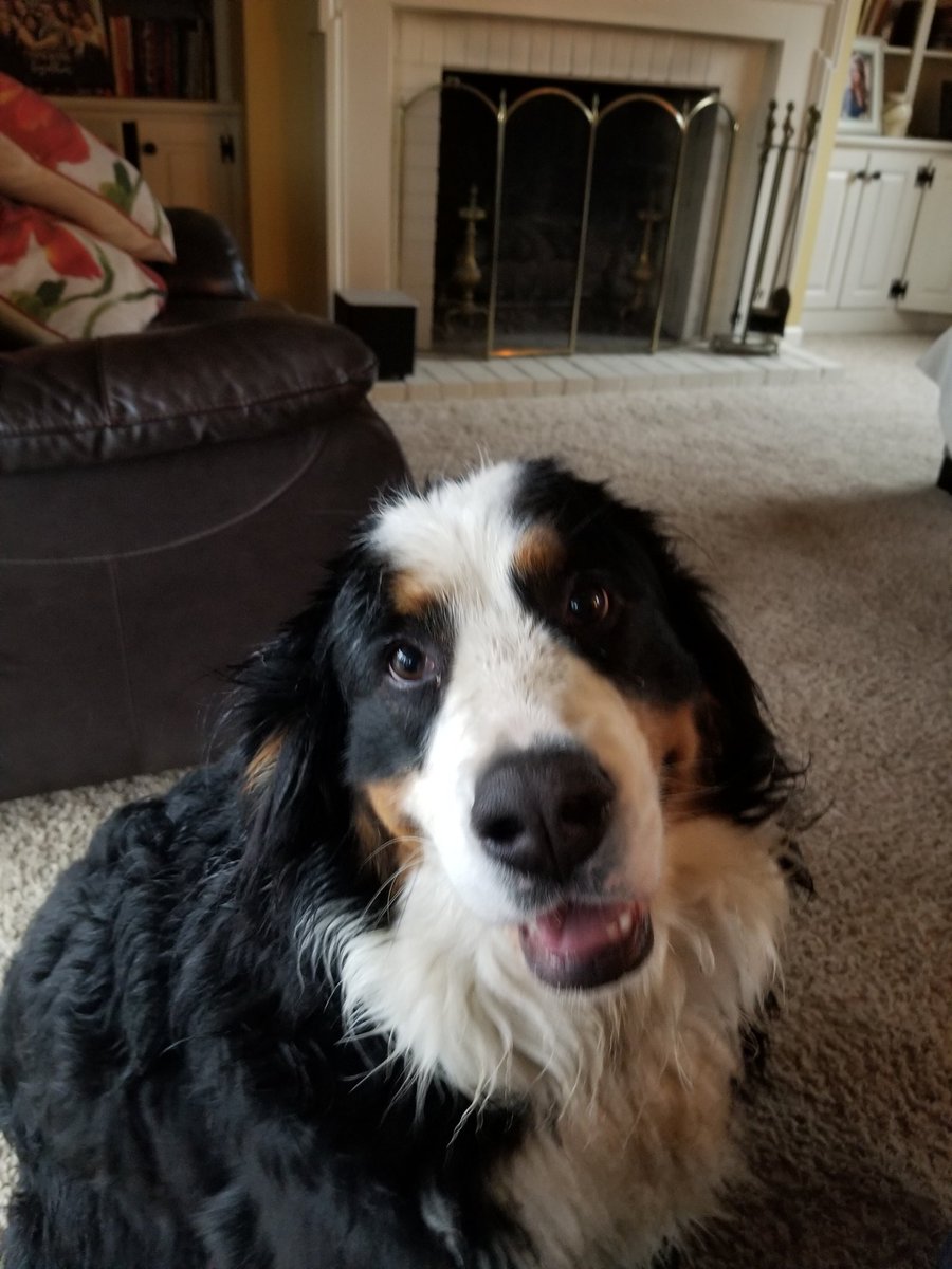 worldhistbuff's tweet image. Frankie back from a romp in the rain. #bernese