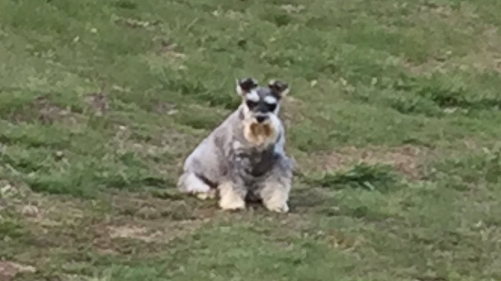 Tucker’s nope, not ready to go in the house for the night look. Too nice out haha. He gets to sleep in at grandmas. I get up at 3:00 🐶😒