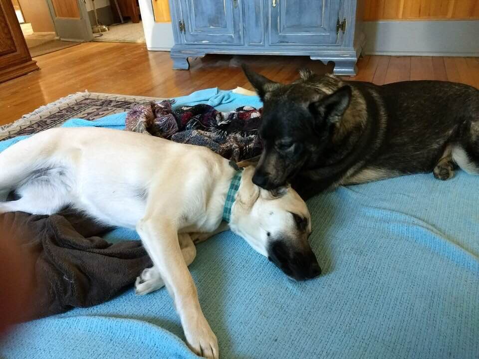 ArtbyPerrin's tweet photo. #puppylove They aren’t really puppies, but these girls sure love each other.  #DogLover https://t.co/3o4Je1F0mz