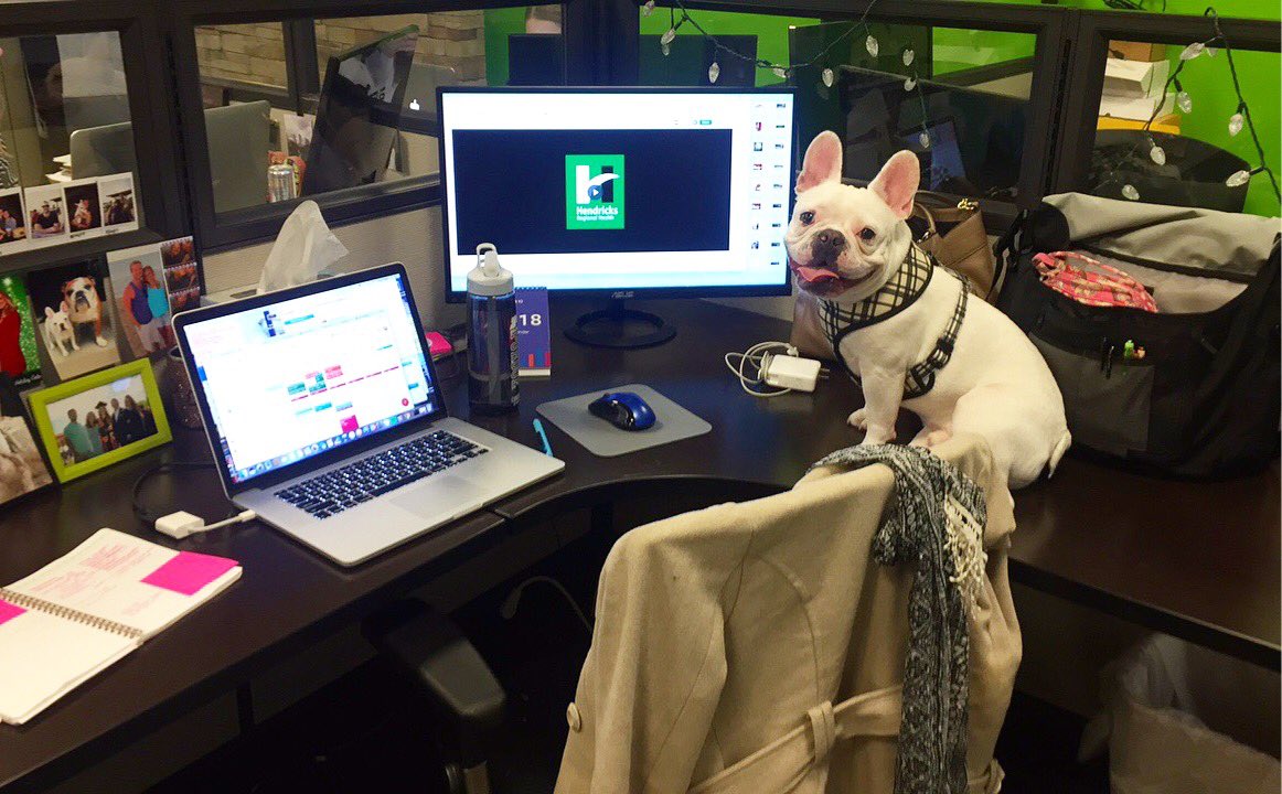 FoundSM's tweet photo. Meet Foundโs newest employee, Louie!๐ถ His first day included laps around the office and naps on top of desks ๐ #foundsm #agencylife #officepup #frenchbulldog https://t.co/EPwl3M3DeX