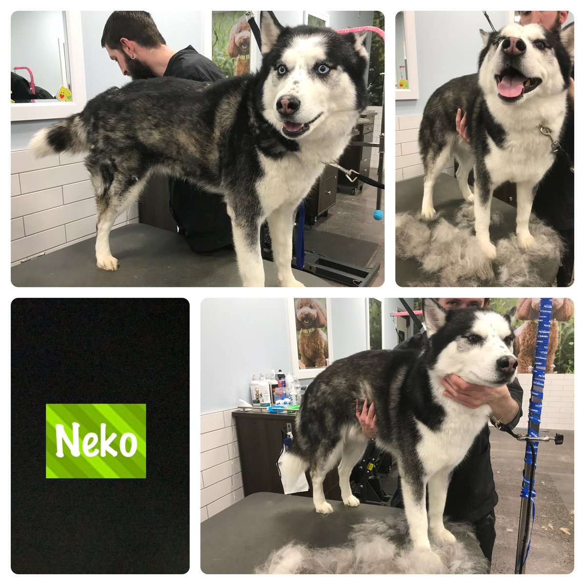 This guy was such a ham in our salon today! Neko came in for a #Furminator Bath with our Grooming Trainee Tim. Neko had us all laughing with his funny howls and facial expressions. This is only 1/4 of the fur that came off. #ene #2718 #northeastgrooming