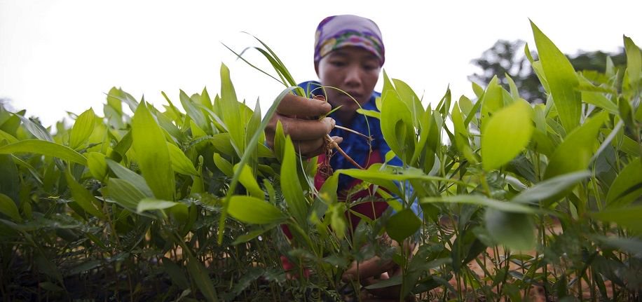 Alimentar al mundo, cuidar la tierra. 🌱

Conoce la asociación entre la FAO y <a href="/theGEF/">Global Environment Facility (GEF)</a> en favor de la agricultura sostenible y el #medioambiente: buff.ly/2GgEl0F