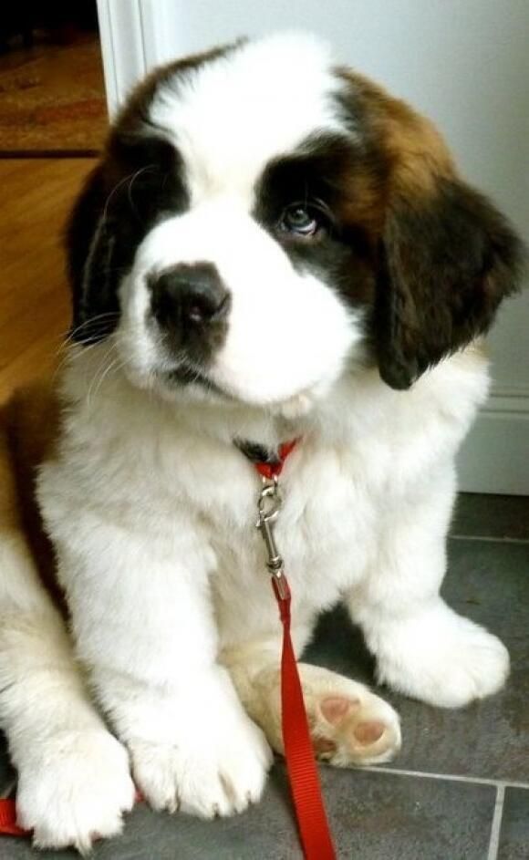 theahlly's tweet photo. I have 2 SaintBernard puppies just like that -follow my profile for more pets things! https://t.co/6jldYd4Xi4