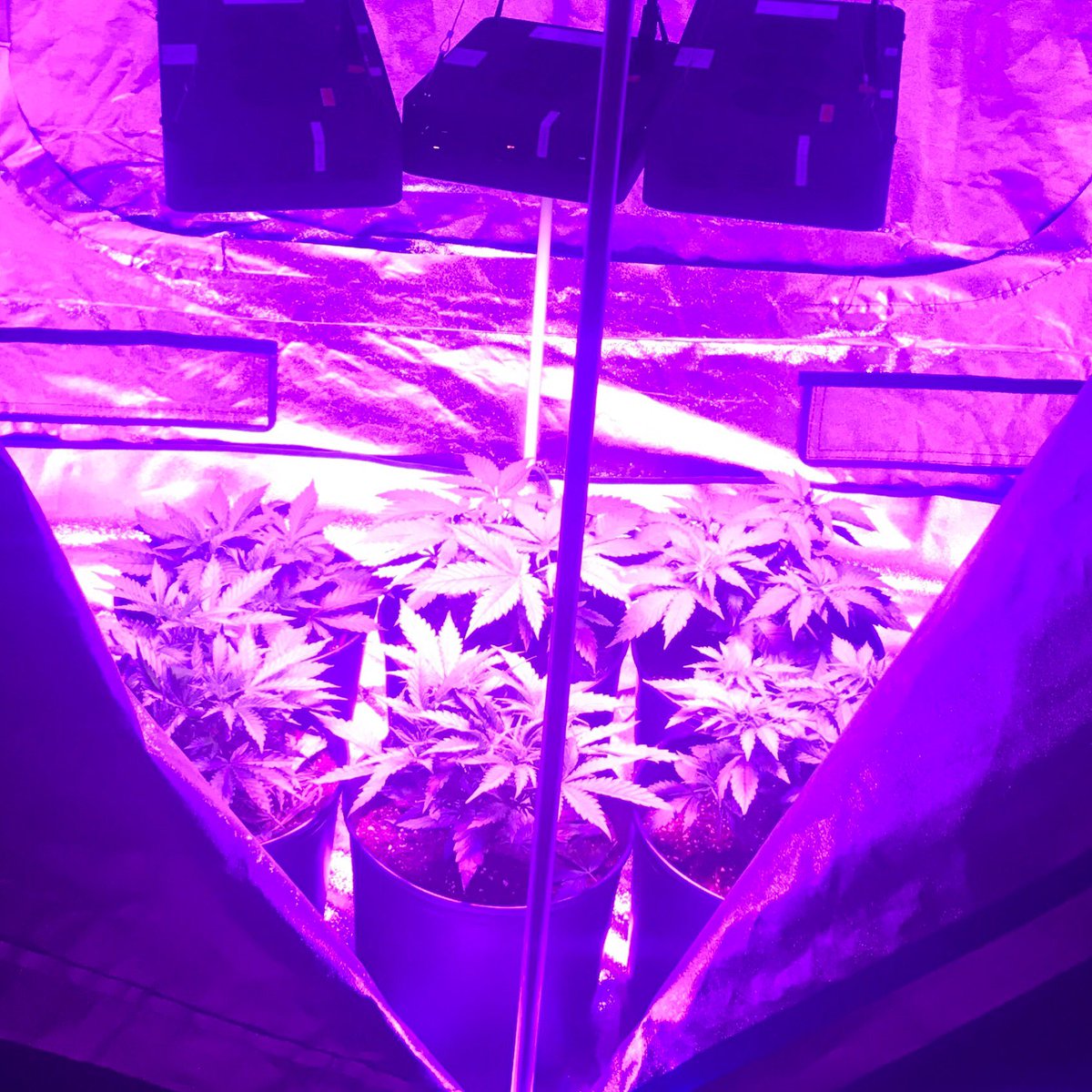 MannyRassGanja's tweet photo. LED VEg Tent. No filter. #weedismedicine #CannabisCommunity #cannabidiol #NationalAgDay #420jobs #2018cannabisstrong #420Moments #bcbud #blazing #blaze #420Moments #ganjagirls #ganja #indica #sativa #dopers #Growers #cannabidiol #BloomTHC #CannabisCommunity #cannabisheals #herb https://t.co/Ry5fwjin1Z