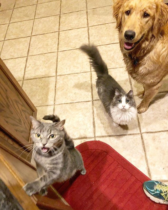 chachingqueen's tweet photo. Tuna juice time! This is what happens when I make a tuna sandwich. The animals go nuts because they know they will be getting some tuna juice. ๐.
.
.
#tunajuice #catsanddogs #animallover #surroundedbyanimals #atxpets #ilovemypets #spoiledanimals #dโฆ https://t.co/mMJrgUt7zs https://t.co/SlqLfwwLI5