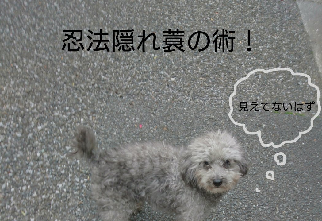Niccotにこっと はだかんぼうでお外に出るだけで 忍者犬 忍法 隠れ蓑の術だわん これ カラー写真です 忍者 隠れ蓑の術 トイプードル シルバートイプードル 老犬 シニア犬 老犬14才 福ちゃん 犬のいる暮らし T Co Pf1dr8oe3s Niccotにこっと はだかんぼうでお外に出るだけで 忍者犬 忍法 隠れ蓑の術だわん これ カラー写真です 忍者 隠れ蓑の術 トイプードル シルバートイプードル 老犬 シニア犬 老犬14才 福ちゃん 犬のいる暮らし T Co Pf1dr8oe3s