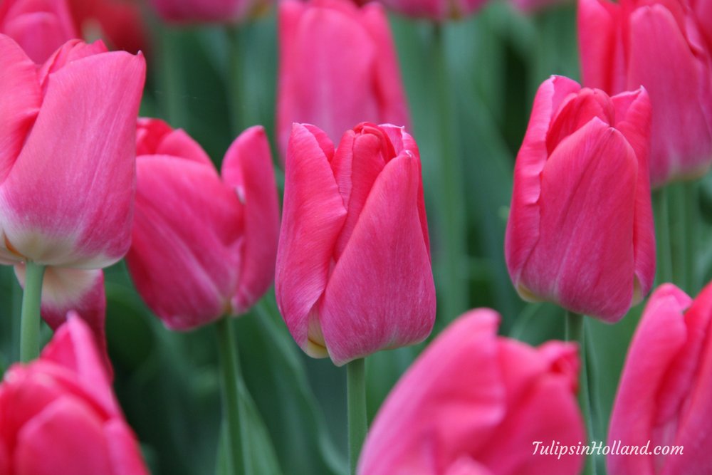 I love all the different tulip colors! Happy that spring has started! It is still very cold in the Netherlands

#travel to the #tulipsinholland spring 2018 bit.ly/2mNZnNR