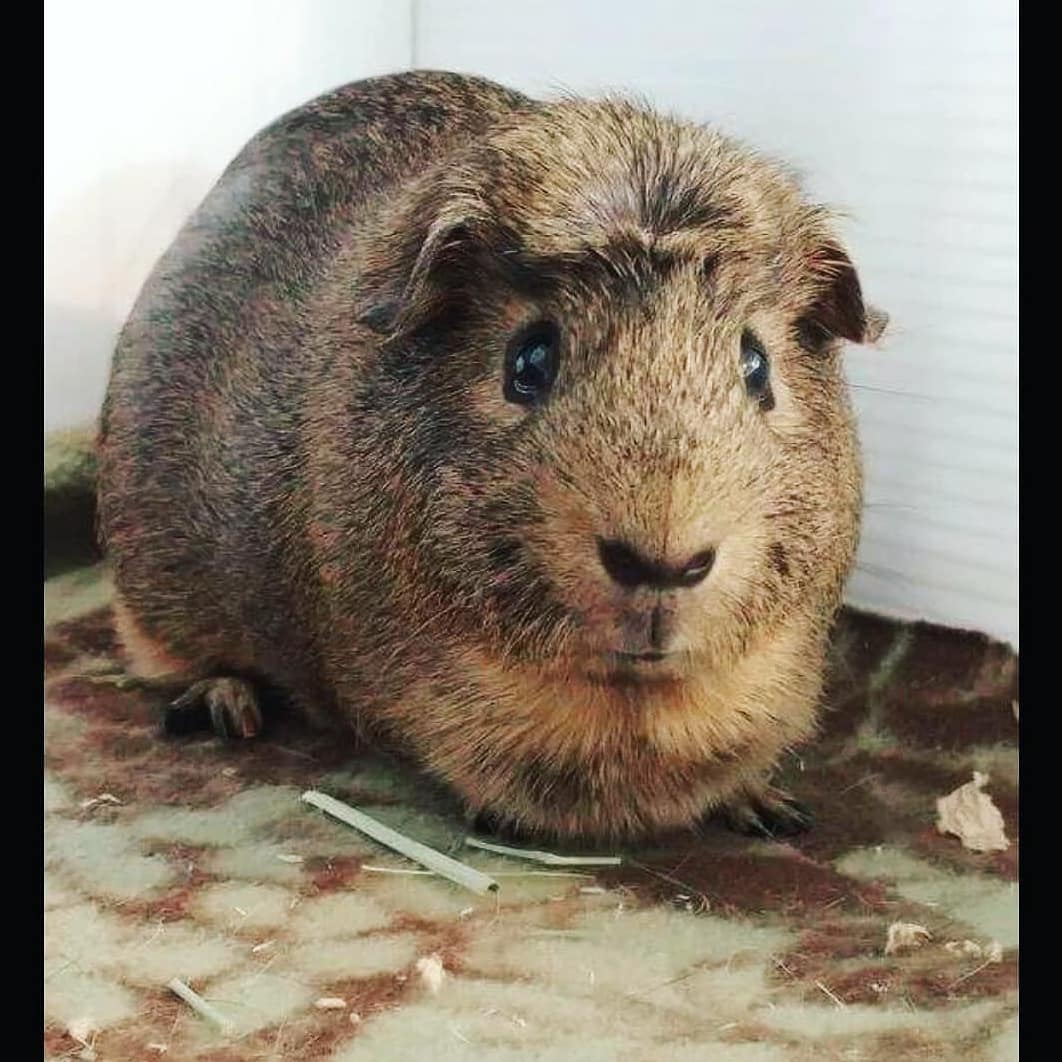 GvilleRabbits's tweet photo. Did u know that we have GUINEA PIGS for adoption?🐷You can visit our website to fill out adoption application if ur looking 2 add piggy to your family.🧡#NotAToy #NotForEaster #NotJust4Easter #MakeMineChocolate #Easter #guineapig #guineapigsofinstagram #guineapigs #squeeksqueek https://t.co/4EIfBIbSKf