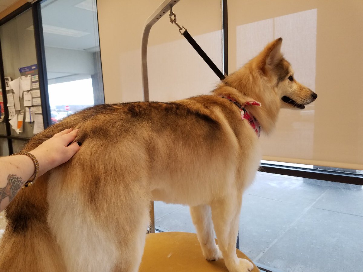 #northeastgrooming #CNY #2522 #FURminator bath#kelsey