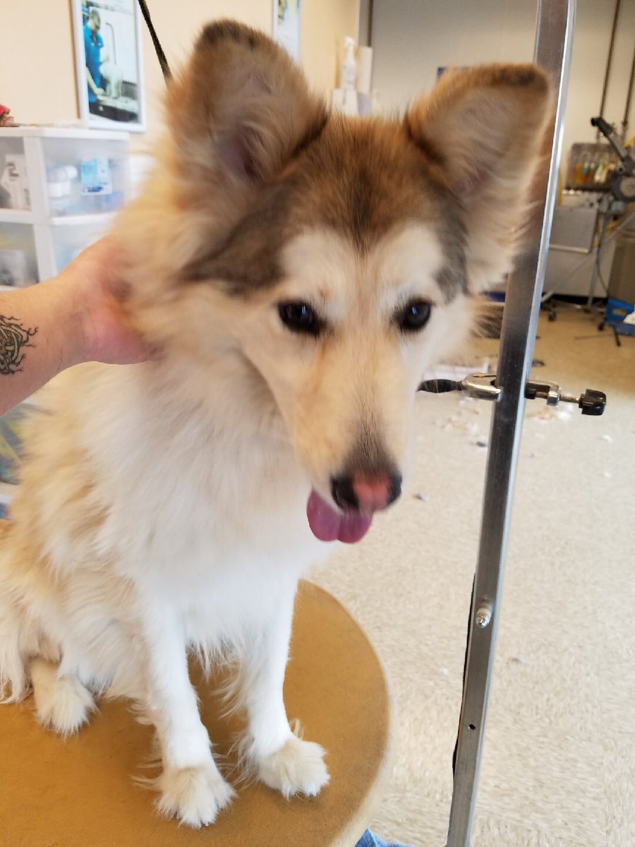 GeneseoPetSmart's tweet photo. #northeastgrooming #CNY #2522 #FURminator bath#kelsey https://t.co/yPmec1jKp5