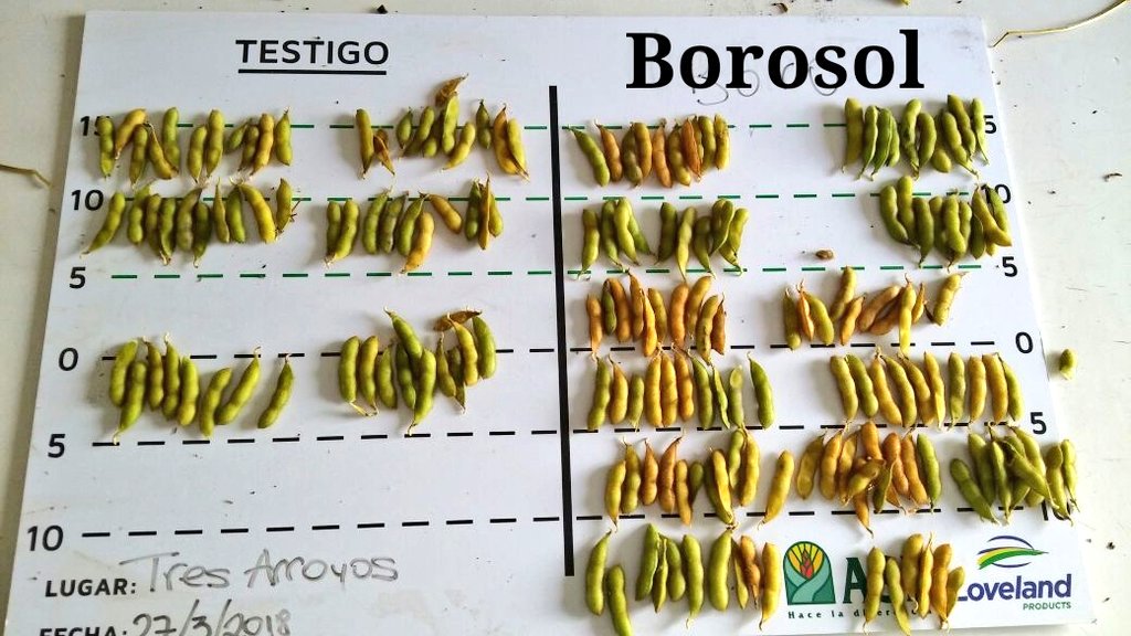 NutrienIyDSurAR's tweet photo. 🌿Hoy recorrimos los ensayos con el equipo de ASP Tres Arroyos🌿
➡️En Soja la aplicación de Borosol marcó la diferencia.
✔️Mayor persistencia del área foliar. 
✔️Mayor número de vainas, y de mayor tamaño. https://t.co/C3rn3oSWAH