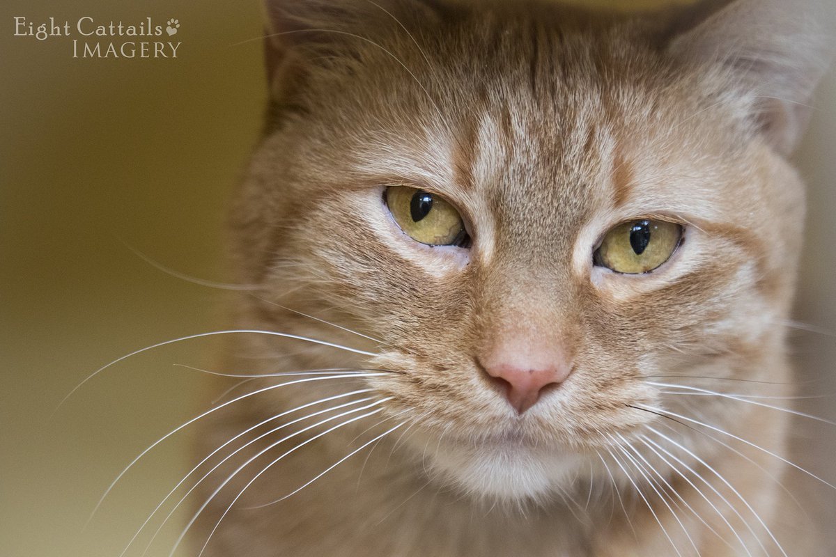 EightCattails's tweet image. Tommy is waiting for you at @MonadnockHumane 
#Adopt #shelteranimals #newhampshire #monadnock