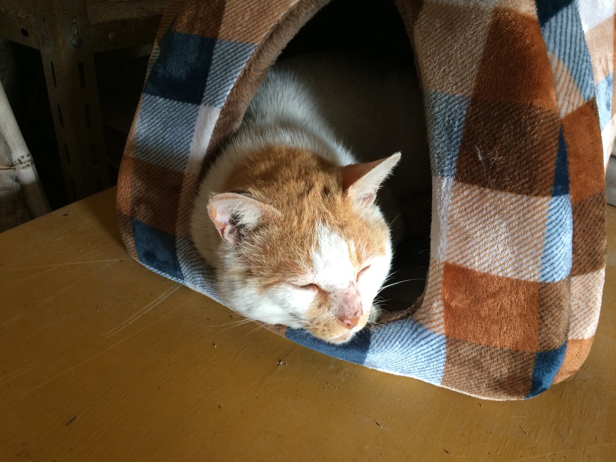 猫 逃げ た 捕まえ 方 猫 逃げ た 捕まえ 方