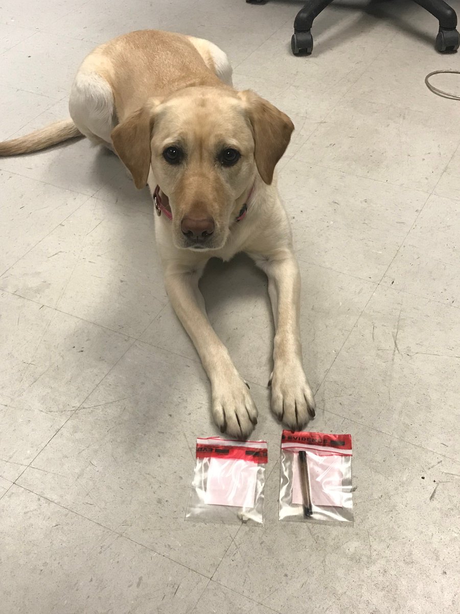 CSPTrafficUnit's tweet image. Narcotics K-9 Yodel at it again.  Alerted to the presence of contraband in a ¾ empty coffee cup, where a stem (smoking pipe) and plastic bag was found in the liquid.  Plastic bag contained three rock like pieces, which tested positive for crack cocaine.  Nice job Yodel!!