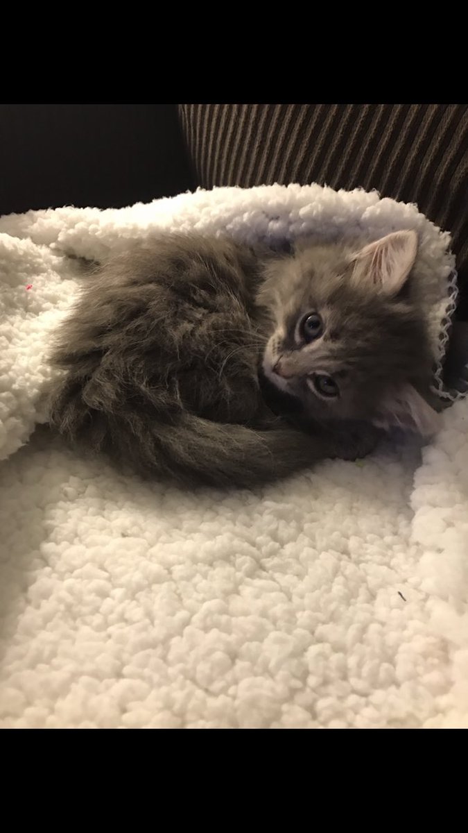 rebeccaskattie's tweet photo. @maddy_hagood this is my new kitty she's 1.4 pounds. 

i hope some good comes around soon 🌻 https://t.co/4oahAZxNSz