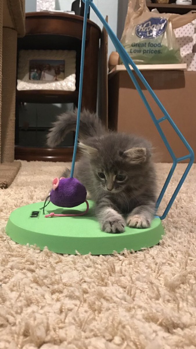rebeccaskattie's tweet photo. @maddy_hagood this is my new kitty she's 1.4 pounds. 

i hope some good comes around soon 🌻 https://t.co/4oahAZxNSz