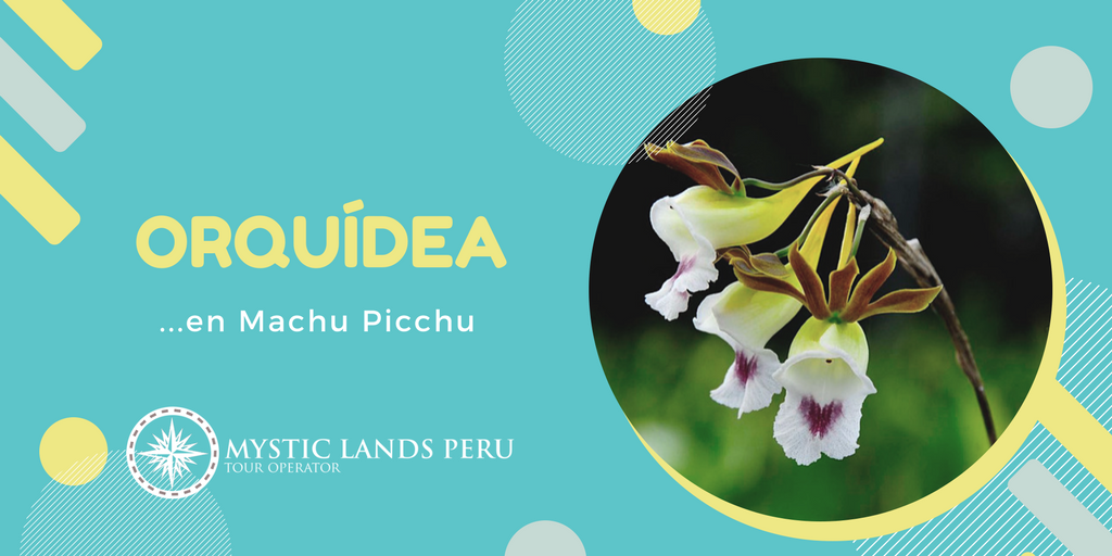 Mystic Lands Peru (MysticLandsP) Twitter