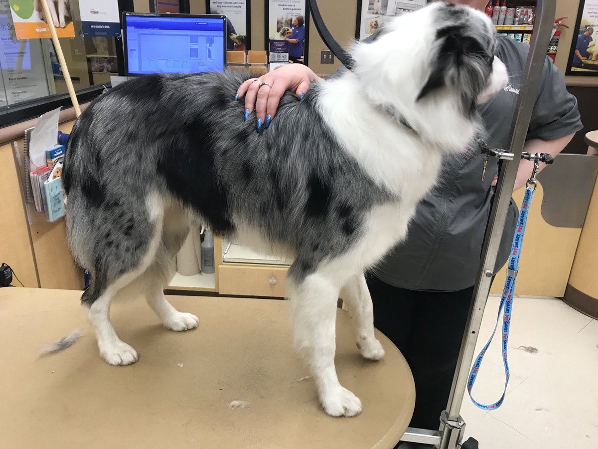 #northeastgrooming #Extrememakeover #cne #1800 Becca from academy did an amazing outline trim on this guy!