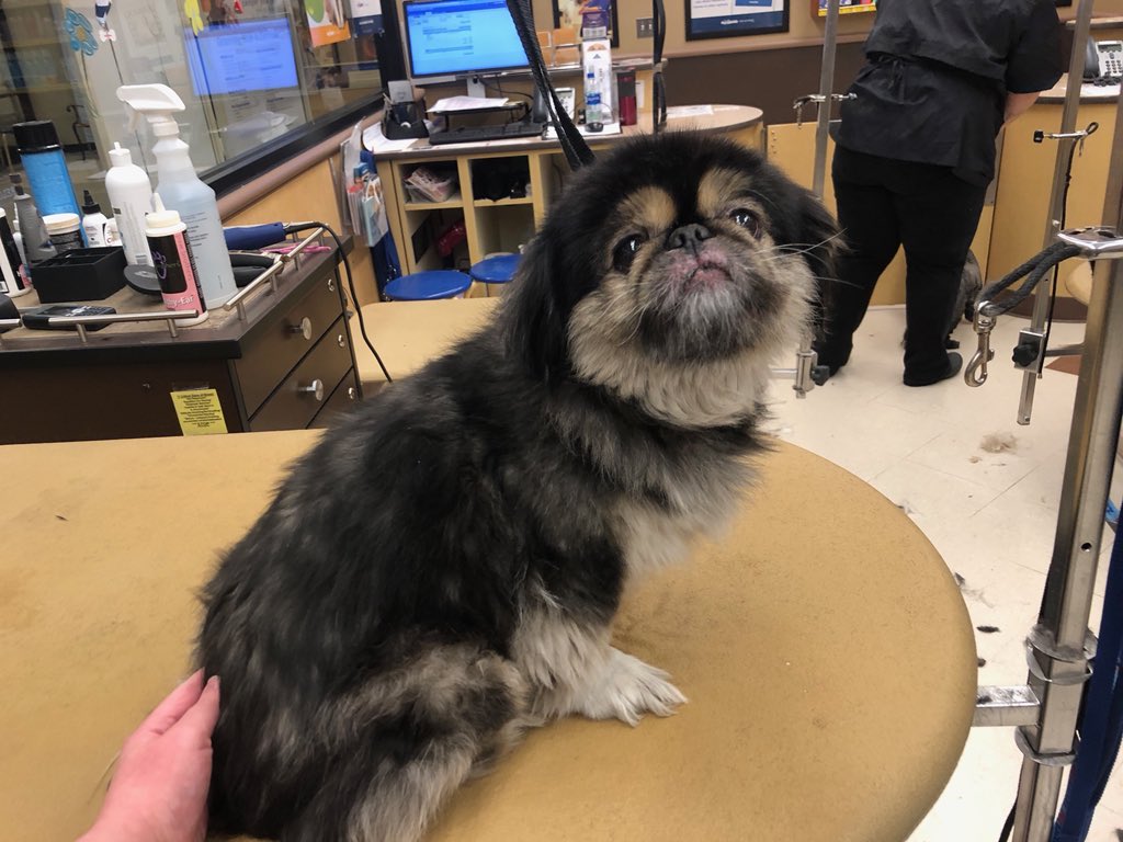 #northeastgrooming #cne #Extrememakeover #1800 dom in our grooming academy did an awesome job making this girl comfortable for the spring