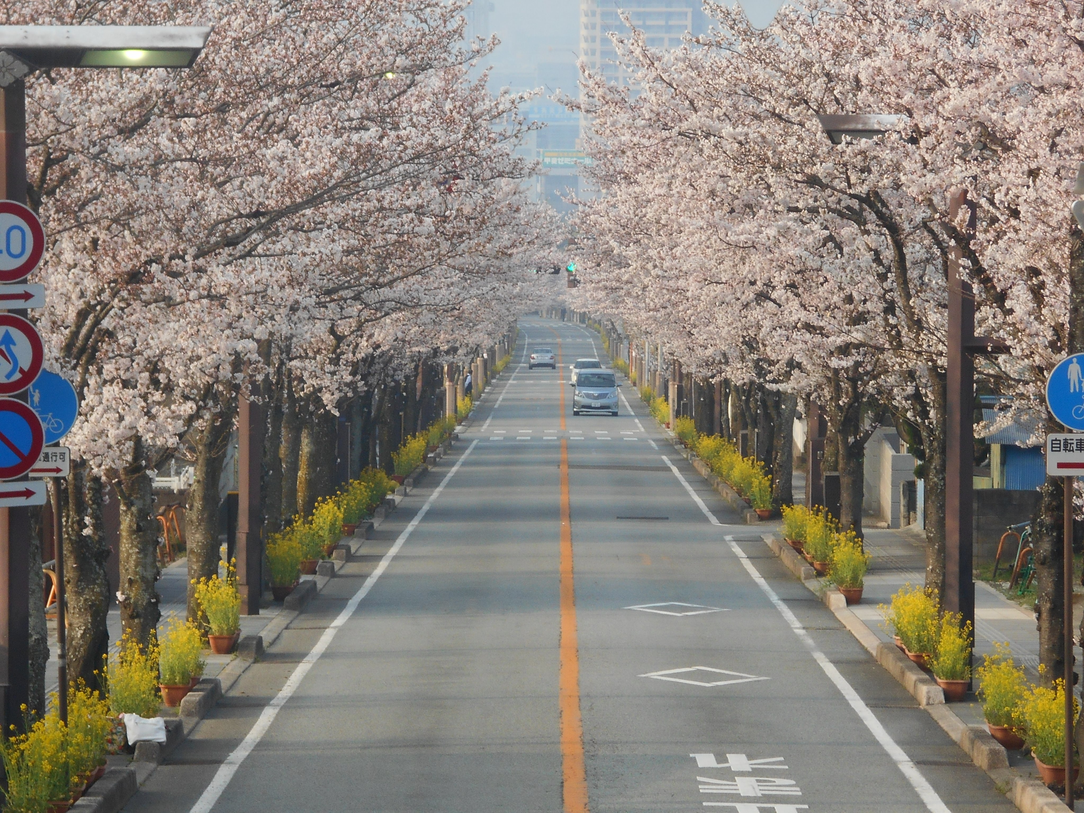 山梨県庁 春がやってきました 甲府市の武田通りは桜 が満開です さらに 地域の皆さんが心を込めて育てた菜の花が春をいっそう感じさせてくれます 甲府駅から武田神社まで続く桜並木の中をのんびりとお散歩でもいかがでしょうか ｋｚ T Co