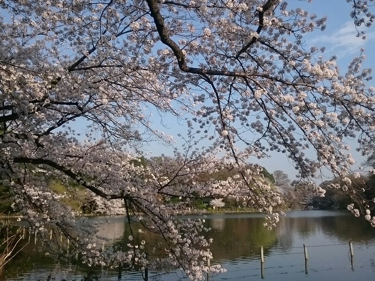 bg3335's tweet photo. 有難うございます。感謝。今日も善福寺公園上の池。こうして散歩してられるのも、お父さんお母さんが健康でいてくれるから。散歩を許して嫁さんにも感謝。サクラ満開。 https://t.co/jcVzbxnHsL