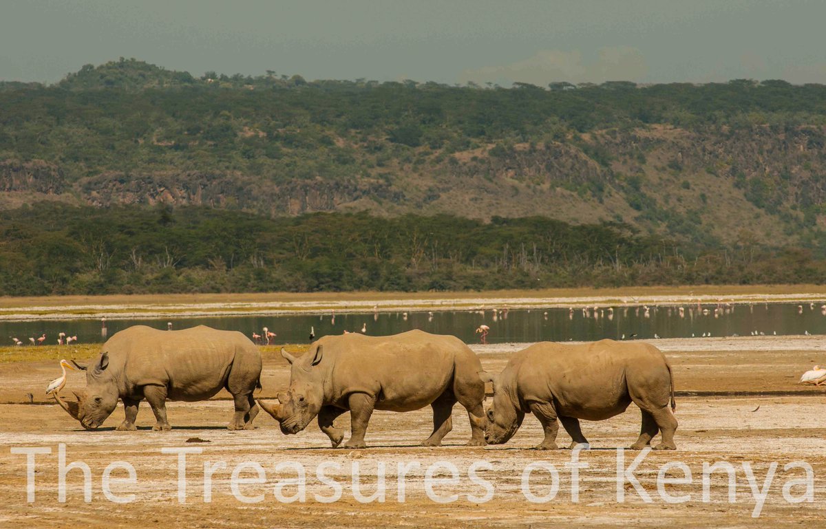 Treasures_Kenya's tweet photo. We are crushing on the elegant White Rhino family of Lake Nakuru NP. 
Did You Know? The White Rhino also known as the square-lipped rhinoceros is the most social of all rhino species 🙂
#WildlifeCrushWednesday  #WhiteRhino #TembeaNakuru #MagicalKenya #SaveTheRhino #TreasureKenya https://t.co/Edrd5nLk26