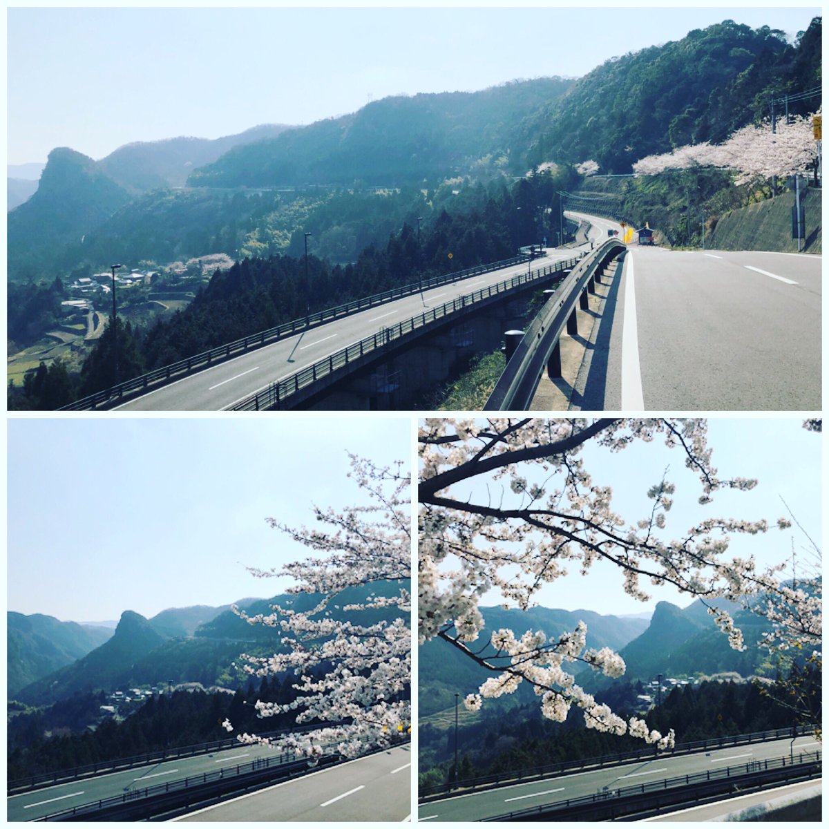一社 宇佐市観光協会 宇佐のマチュピチュの桜が満開です 宇佐市 院内町 宇佐のマチュピチュ 桜