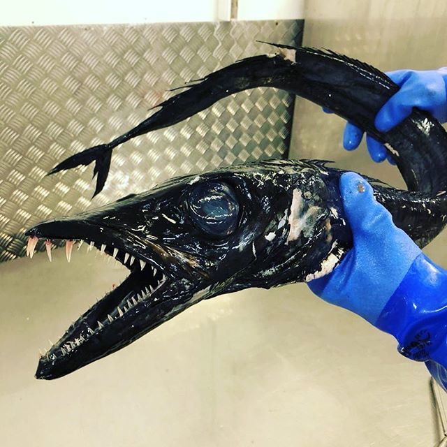 Kingfisher_BXM's tweet image. Who’s a pretty boy then!! #blackscabbardfish #teeth #deepseacreatures #dontmesswithme #kingfisherbrixham #scaryfish ift.tt/2GzYRMN