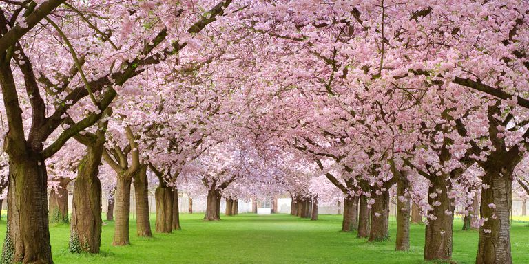 HelloSIMCard's tweet photo. Sakura has blossomed in Japan! Cherry blossom - one of Japan's iconic sights, attracts more and more tourists every year
#Japan #Sakura #TravelWithHelloSIM https://t.co/B0r4XQ8r4U