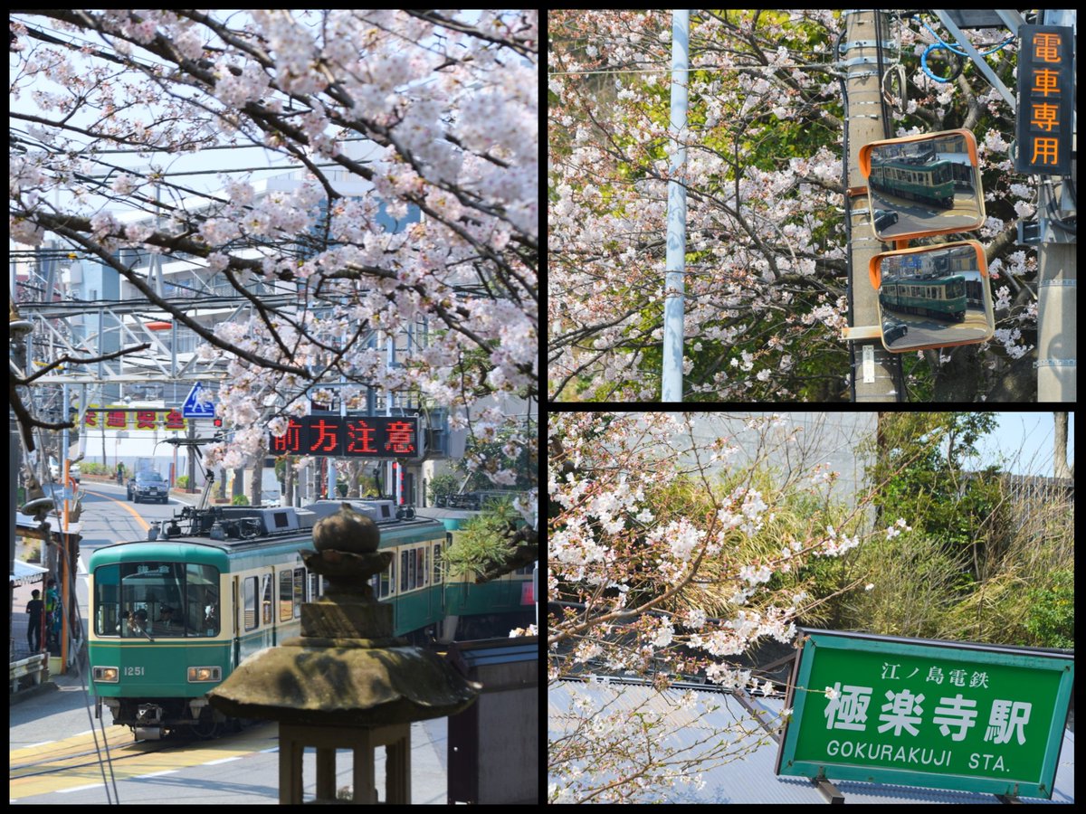 吉川美南 18 3 27 江ノ電の桜 流鉄の桜